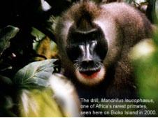 Bioko Island Picture