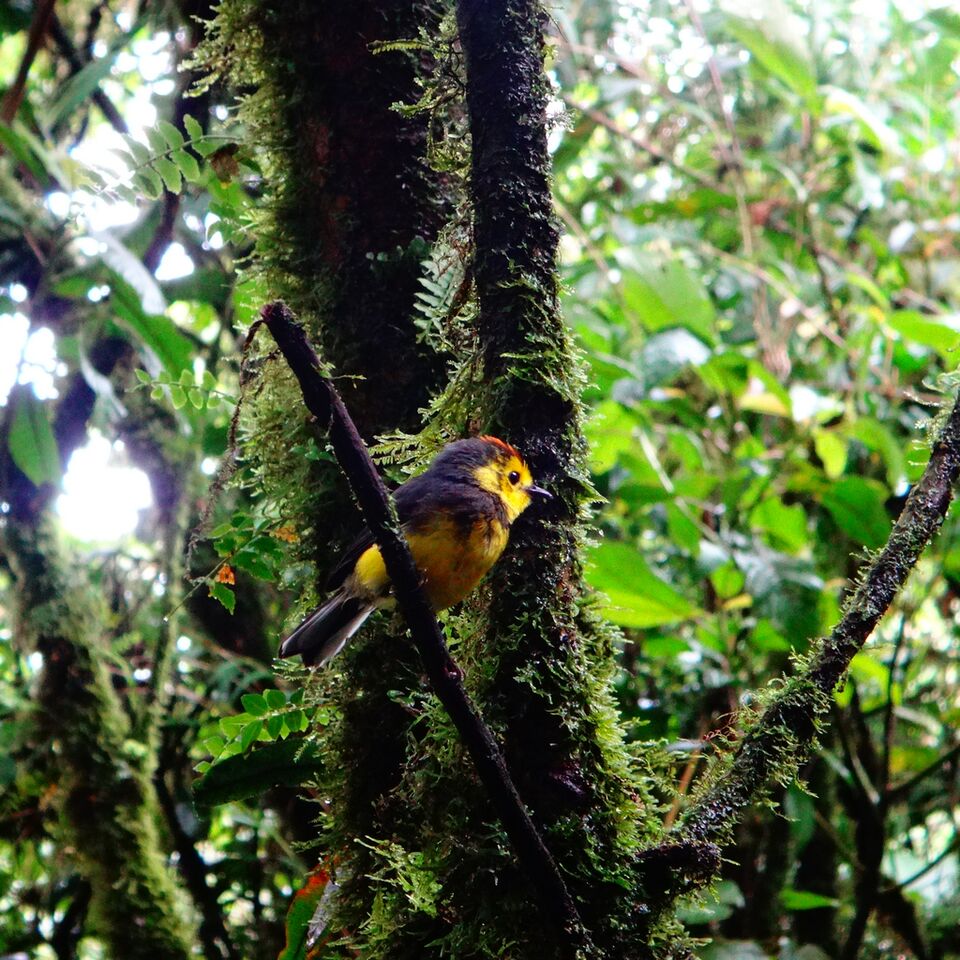 Costa Rica Tropical Bird