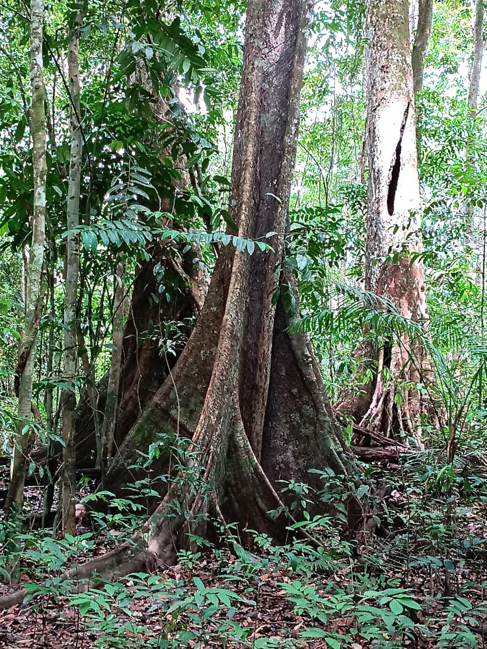 Guyana Trees