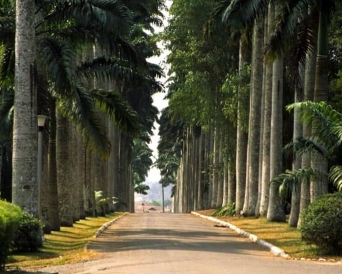 Ghana Trees